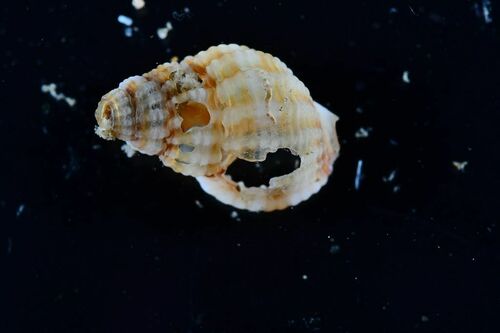 Small Dogwhelk - Photo (c) xavi salvador costa, some rights reserved (CC BY-NC)