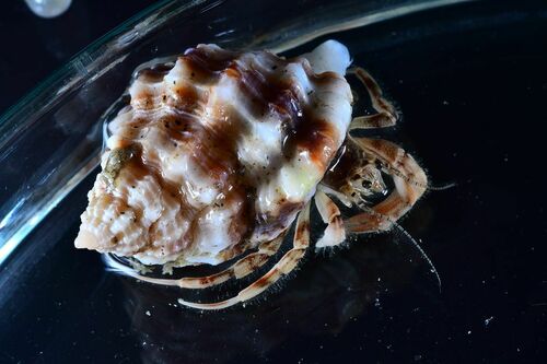 Bivetiella cancellata - Photo (c) xavi salvador costa, some rights reserved (CC BY-NC)