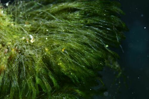 Bryopsis - Photo (c) xavi salvador costa, some rights reserved (CC BY-NC)