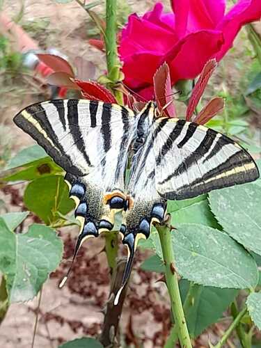 Iphiclides feisthamelii - Photo (c) marieta, some rights reserved (CC BY-NC)