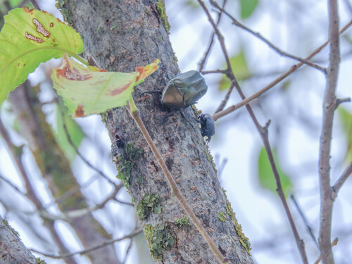 Copper Chafer - Photo (c) piripip, some rights reserved (CC BY-NC)