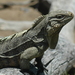 Cyclura nubila - Photo (c) Enric Badosa, some rights reserved (CC BY-NC), uploaded by Enric Badosa