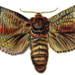 Cossus cossus - Photo 
Dr. F. Nemos, no known copyright restrictions (public domain)