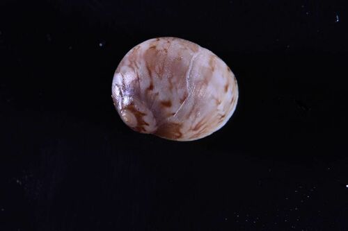 Alder's Necklace Shell - Photo (c) xavi salvador costa, some rights reserved (CC BY-NC)
