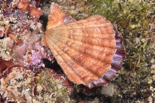 Manupecten pesfelis - Photo (c) xavi salvador costa, some rights reserved (CC BY-NC)