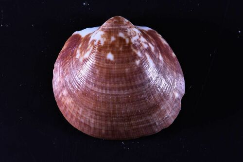 Spectral Bittersweet Clam - Photo (c) xavi salvador costa, some rights reserved (CC BY-NC)