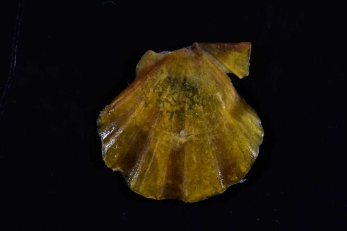 Flexopecten glaber - Photo (c) xavi salvador costa, some rights reserved (CC BY-NC)