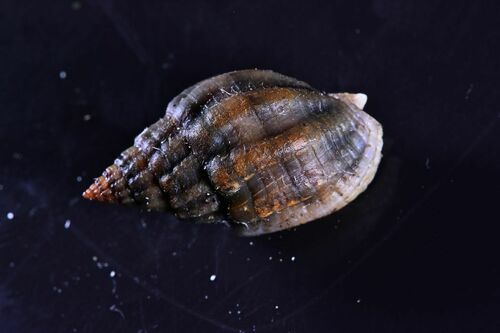 Tritia nitida - Photo (c) xavi salvador costa, some rights reserved (CC BY-NC)