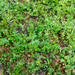 Potentilla erecta - Photo (c) viktor, some rights reserved (CC BY)