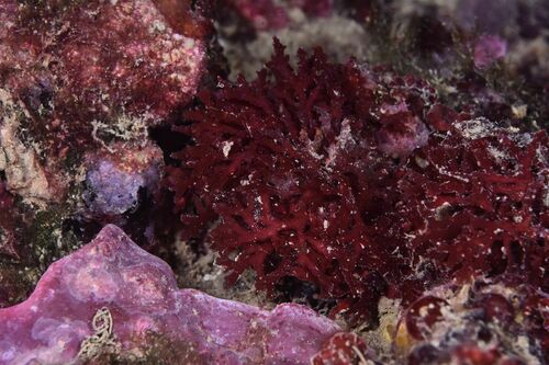 Gymnogongrus crenulatus - Photo (c) xavi salvador costa, some rights reserved (CC BY-NC)