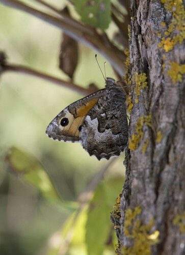 Grayling - Photo (c) piripip, some rights reserved (CC BY-NC)