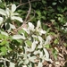 Mercurialis tomentosa - Photo (c) Eduard López-Guillén, some rights reserved (CC BY), uploaded by Eduard López-Guillén