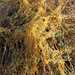Cuscuta campestris - Photo (c) Eduard López-Guillén, some rights reserved (CC BY), uploaded by Eduard López-Guillén