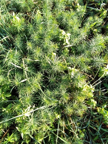 Cypress Spurge - Photo (c) entornnaturalgirona, some rights reserved (CC BY-NC)