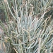 Joint Pine - Photo (c) Eduard López-Guillén, some rights reserved (CC BY), uploaded by Eduard López-Guillén