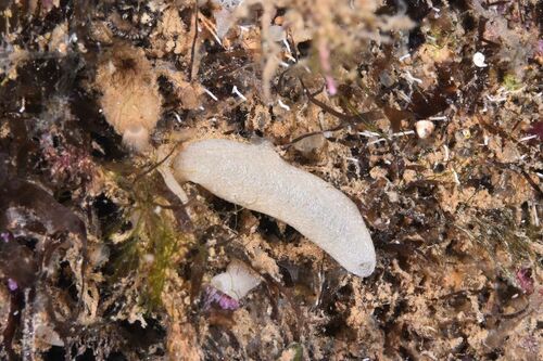 Purse Sponge - Photo (c) xavi salvador costa, some rights reserved (CC BY-NC)