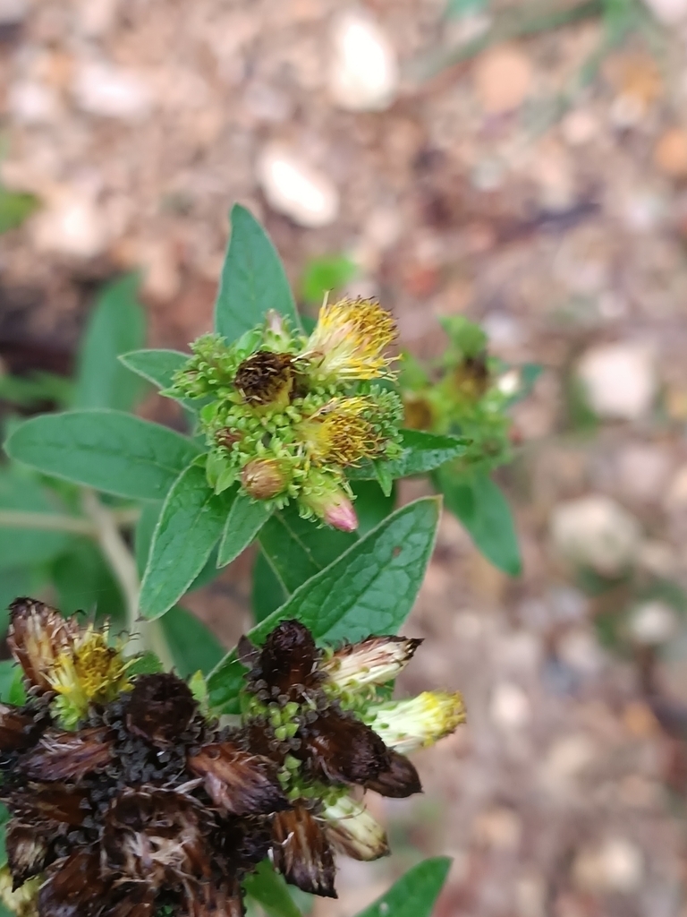 Ploughman's-Spikenard - Photo (c) edulg, some rights reserved (CC BY)