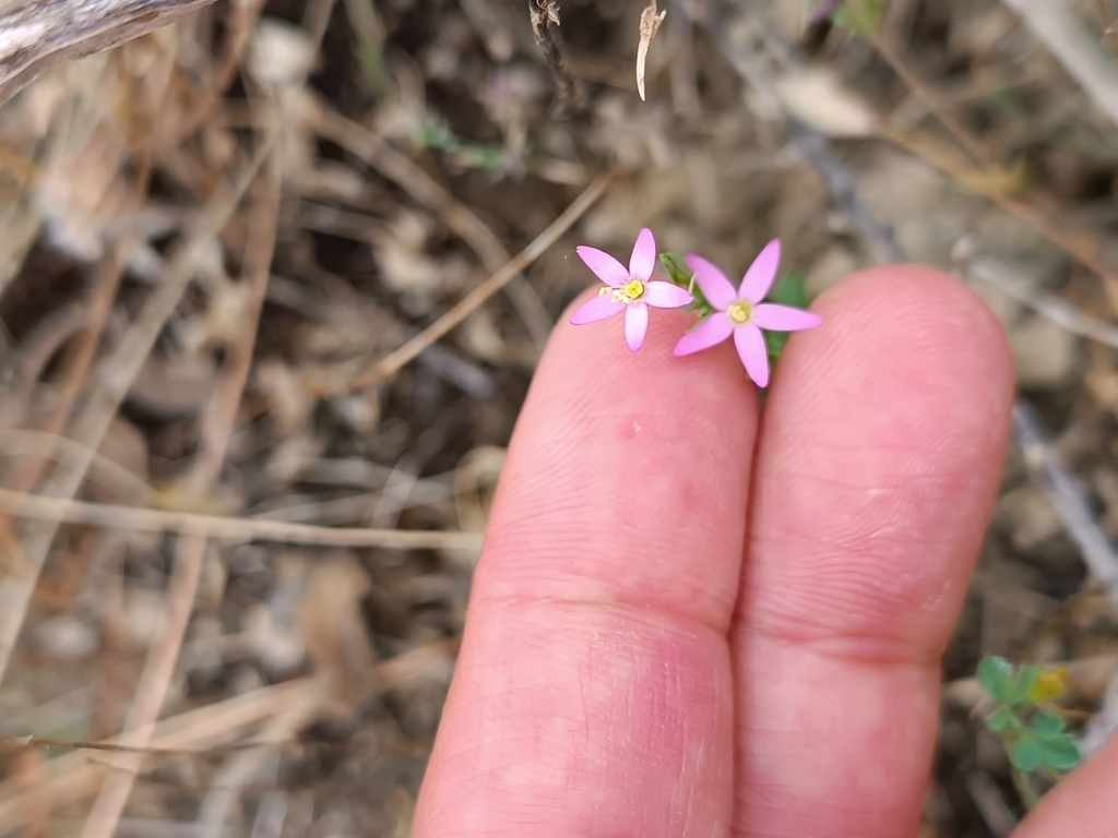 Centaurium tenuiflorum - Photo (c) Eduard López-Guillén, some rights reserved (CC BY), uploaded by Eduard López-Guillén
