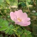Small-flowered Sweet-Briar - Photo (c) Eduard López-Guillén, some rights reserved (CC BY), uploaded by Eduard López-Guillén