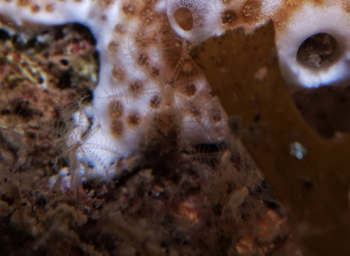 Alcyonacea - Photo (c) oriol_d, all rights reserved