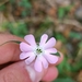 Red Campion - Photo (c) Eduard López-Guillén, some rights reserved (CC BY), uploaded by Eduard López-Guillén