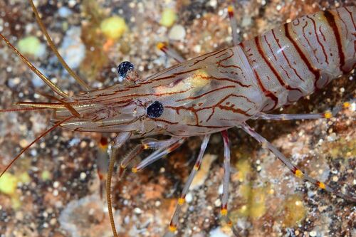 Common Prawn - Photo (c) xavi salvador costa, some rights reserved (CC BY-NC)