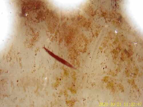Vorticeros auriculatum