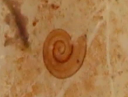 Ammonicera fischeriana