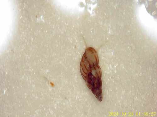 Pusillina lineolata