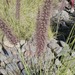Fountain Grass - Photo (c) Jose Perdomo Bolaños, some rights reserved (CC BY), uploaded by Jose Perdomo Bolaños