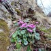 Cyclamen coum - Photo (c) ykvach, some rights reserved (CC BY)