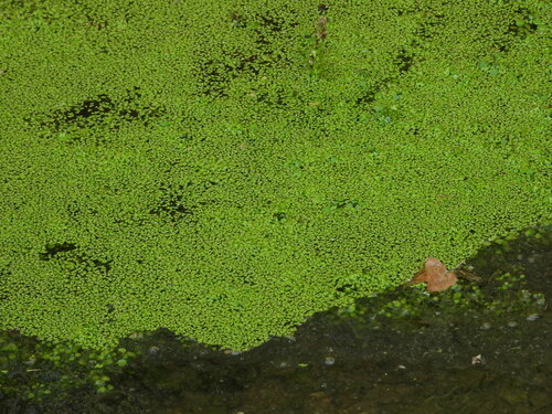 Duckweeds - Photo (c) Vicenç Roig Vidal, some rights reserved (CC BY-NC)