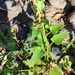 Patellifolia procumbens - Photo (c) Elisabet Bonfill i Molina, some rights reserved (CC BY-NC), uploaded by Elisabet Bonfill i Molina