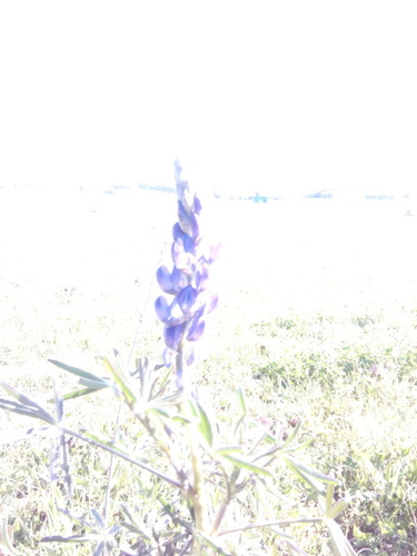 Lupines - Photo (c) entornnaturalgirona, some rights reserved (CC BY-NC)