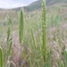Agropyron cristatum - Photo (c) Thayne Tuason, some rights reserved (CC BY)