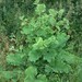 Arctium lappa - Photo (c) RhinoMind, some rights reserved (CC BY-SA)