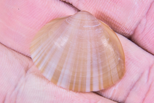 Rayed Trough Shell - Photo (c) xavi salvador costa, some rights reserved (CC BY-NC)