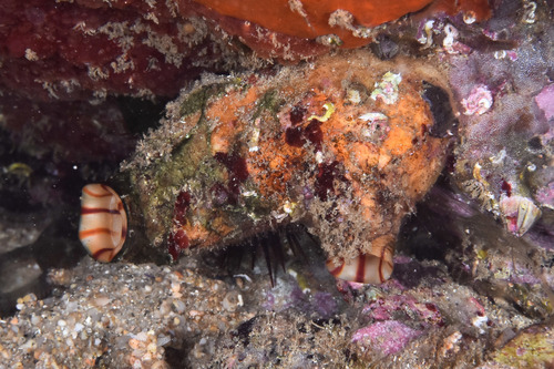 Grooved Sea Squirt - Photo (c) xavi salvador costa, some rights reserved (CC BY-NC)