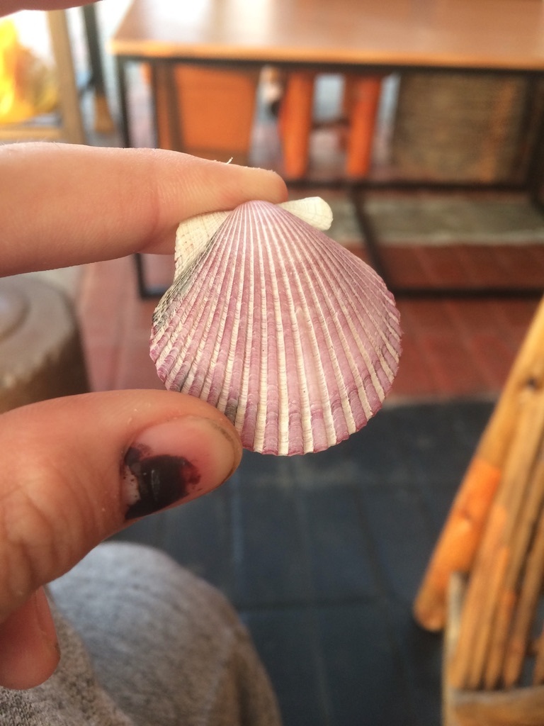 Purple Scallop - Photo (c) Karl Cajtak, some rights reserved (CC BY), uploaded by Karl Cajtak