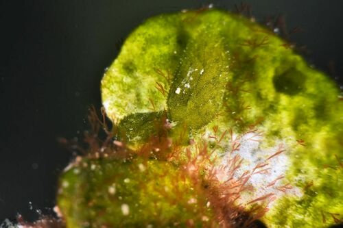 Banded Weeds - Photo (c) xavi salvador costa, some rights reserved (CC BY-NC)