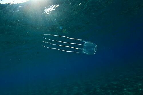 Mediterranean Box Jelly - Photo (c) xavi salvador costa, some rights reserved (CC BY-NC)