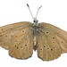 Phengaris alcon - Photo (c) viktor_parkhomenko, some rights reserved (CC BY)