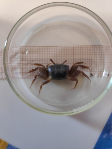 West African Fiddler Crab - Photo (c) reyes33, some rights reserved (CC BY-NC)