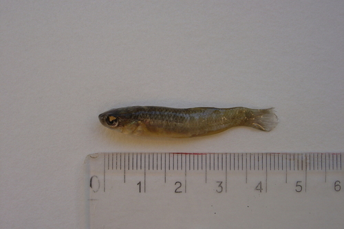 Mummichog - Photo (c) reyes33, some rights reserved (CC BY-NC)
