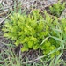 Lysimachia nummularia - Photo (c) Yuliia Kutsokon, some rights reserved (CC BY), uploaded by Yuliia Kutsokon