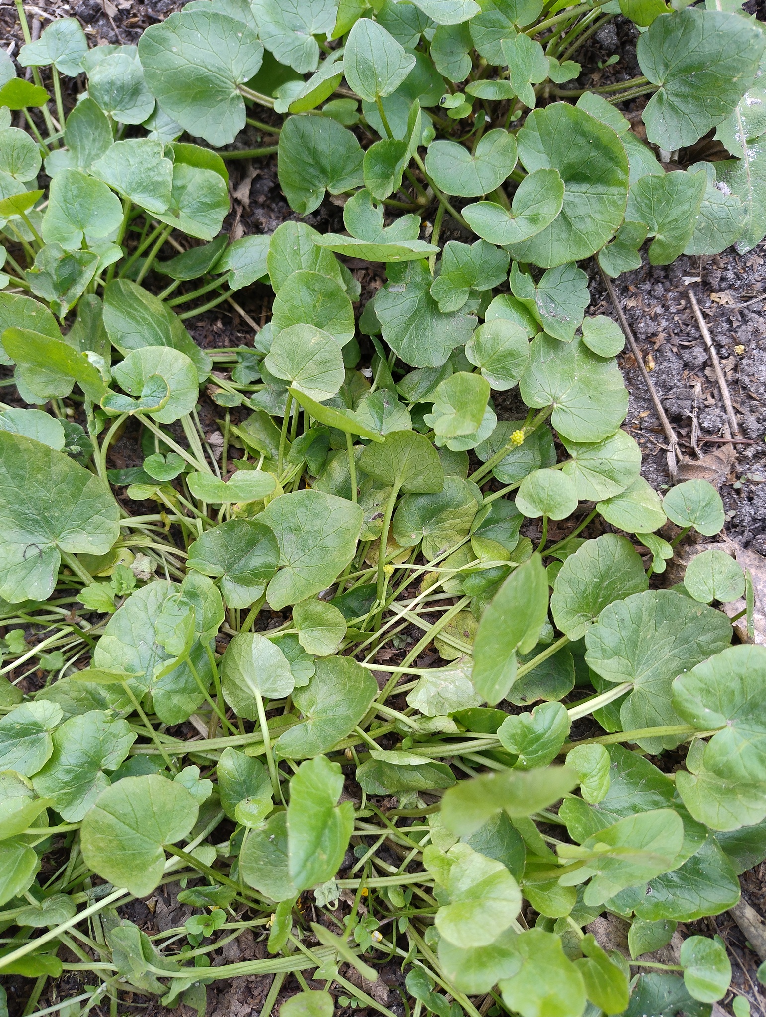 Ranunculus ficaria