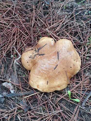 Champagne Bolete - Photo (c) reyes33, some rights reserved (CC BY-NC)