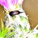 Tumbling Flower Beetles - Photo (c) xavi salvador costa, some rights reserved (CC BY-NC), uploaded by xavi salvador costa