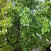 Black Poplar - Photo (c) Francesc_F, some rights reserved (CC BY-NC), uploaded by Francesc_F