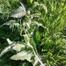 Rumex confertus - Photo (c) ykvach, some rights reserved (CC BY)
